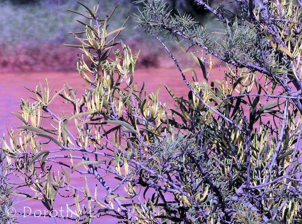 Harlequin Mistletoe Yellow Form (Lysiana exocarpi ssp. exocarpi), Central Australia