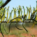 Harlequin Mistletoe Yellow Form (Lysiana exocarpi ssp. exocarpi), Central Australia