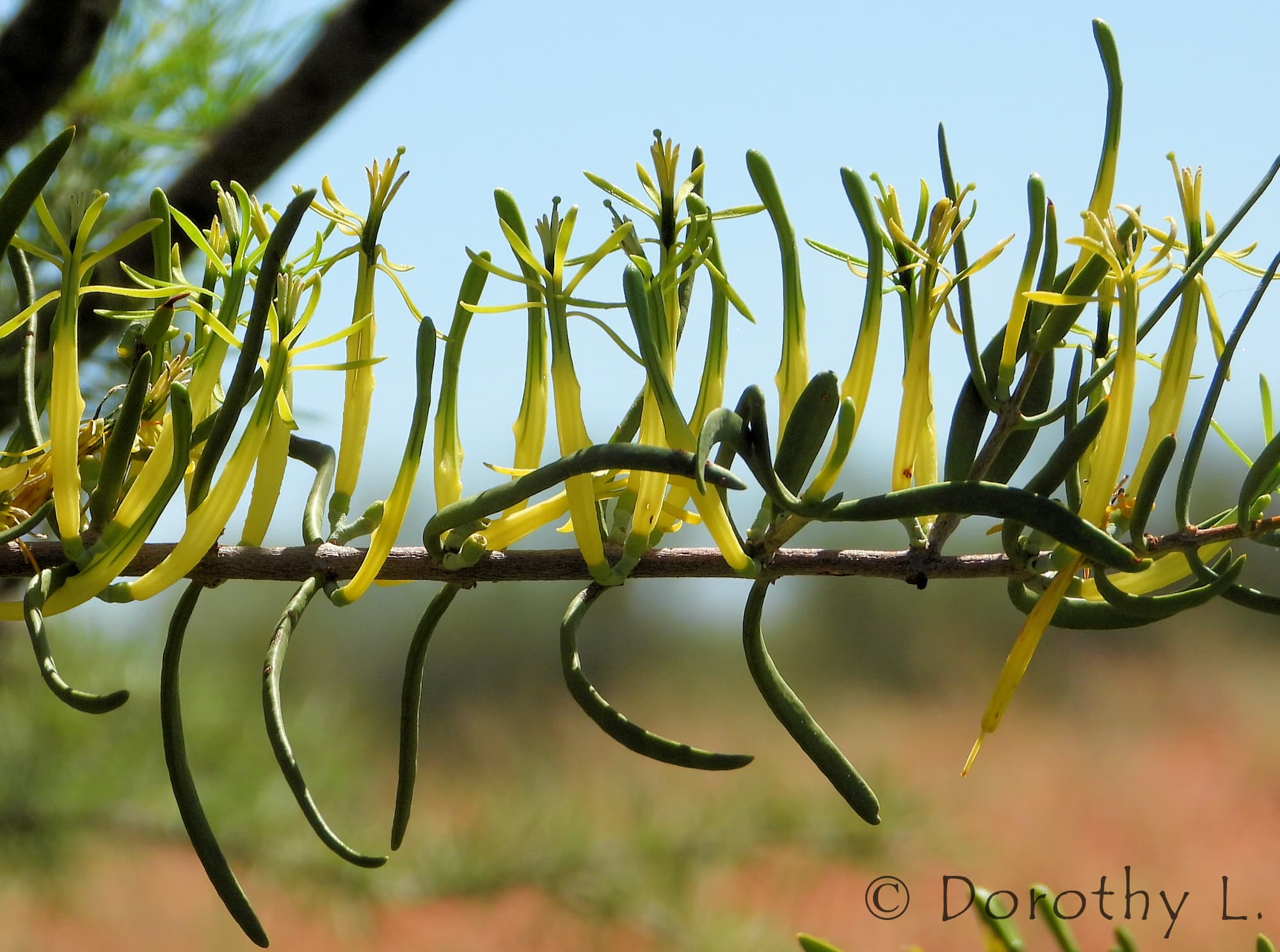 Harlequin Mistletoe Yellow Form (Lysiana exocarpi ssp. exocarpi), Central Australia
