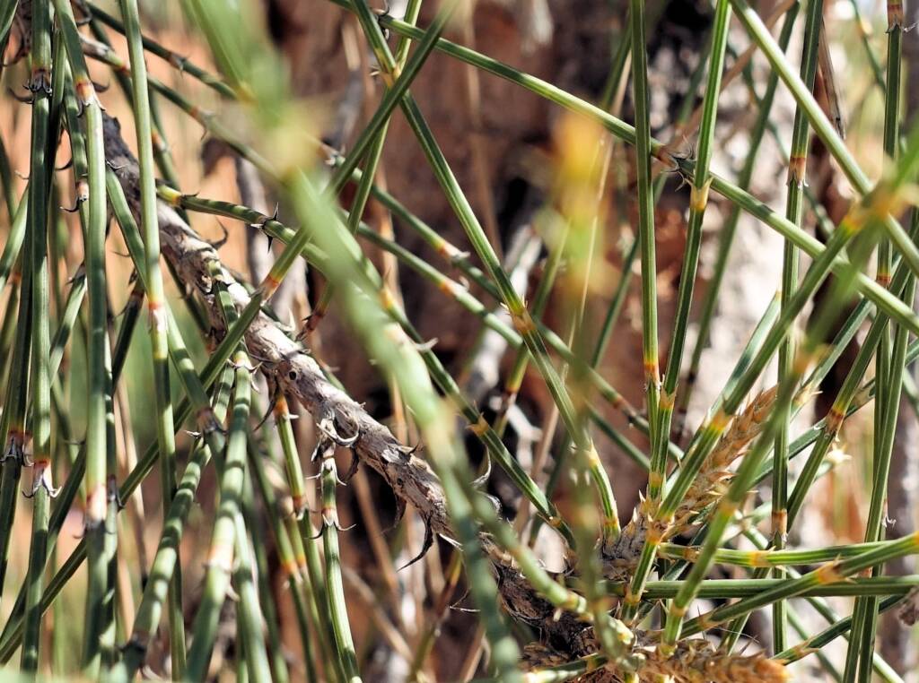 Desert Oak (Allocasuarina decaisneana), Alice Springs Desert Park
