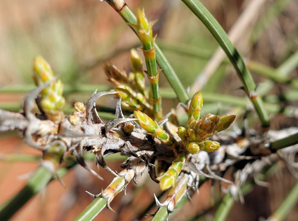 Desert Oak (Allocasuarina decaisneana), Alice Springs Desert Park