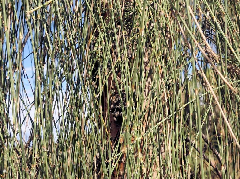 Desert Oak (Allocasuarina decaisneana), Alice Springs Desert Park
