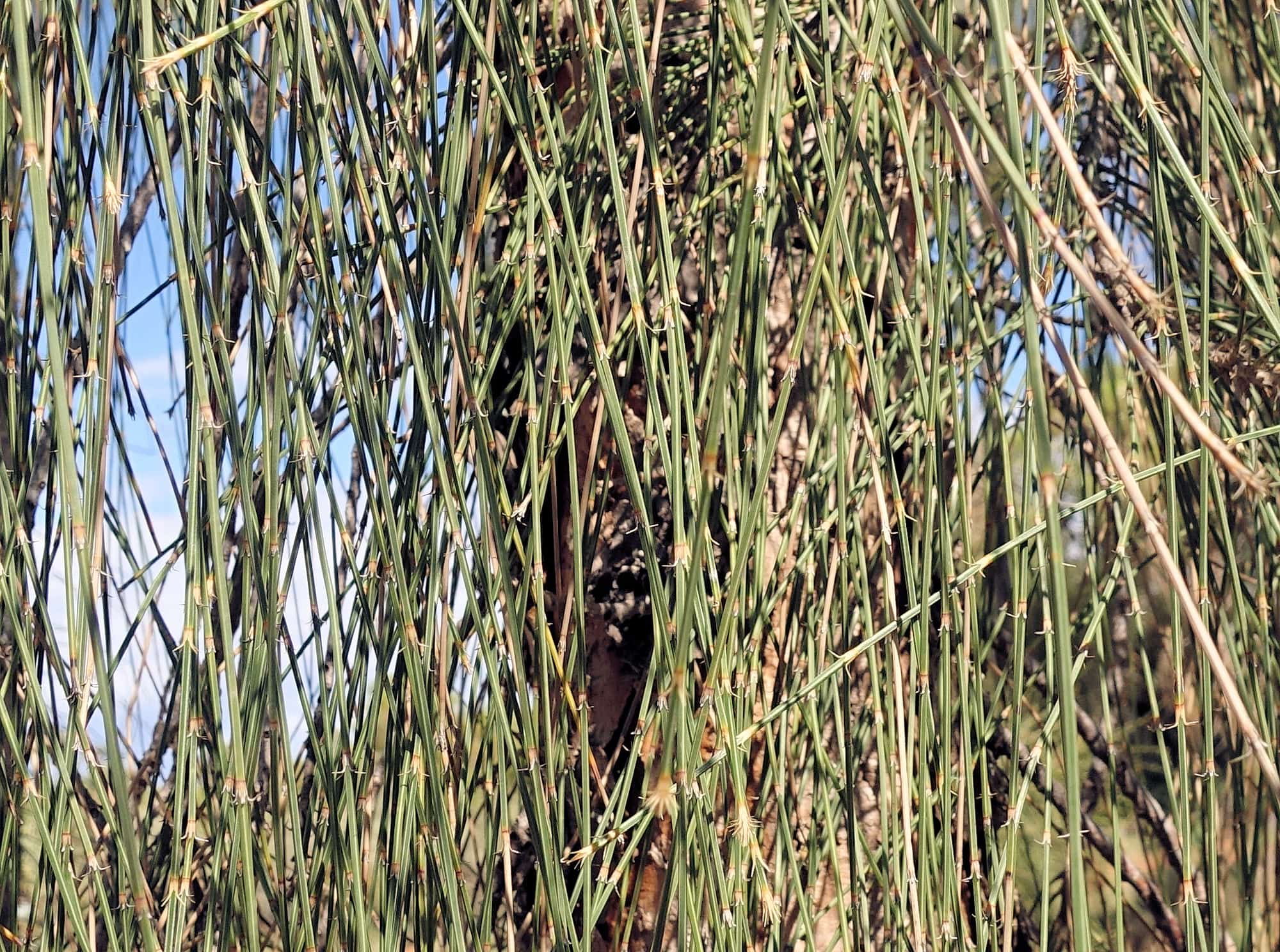 Desert Oak (Allocasuarina decaisneana), Alice Springs Desert Park