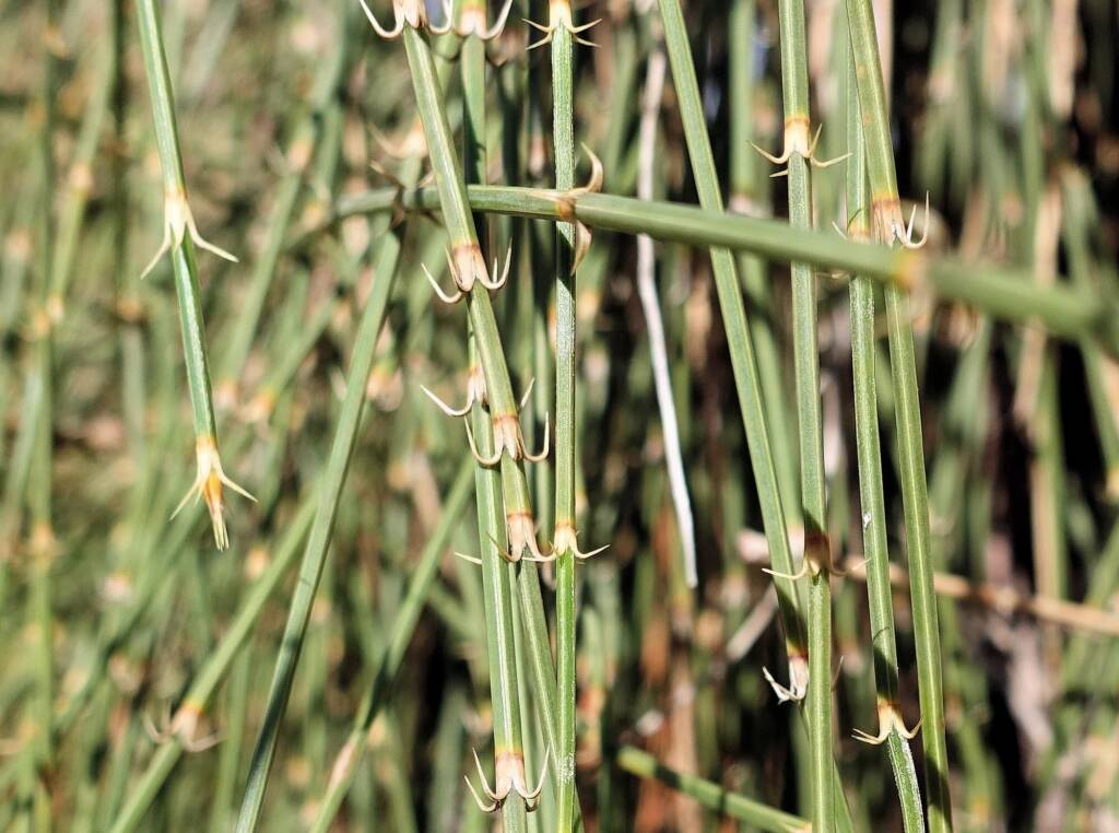Desert Oak (Allocasuarina decaisneana), Alice Springs Desert Park