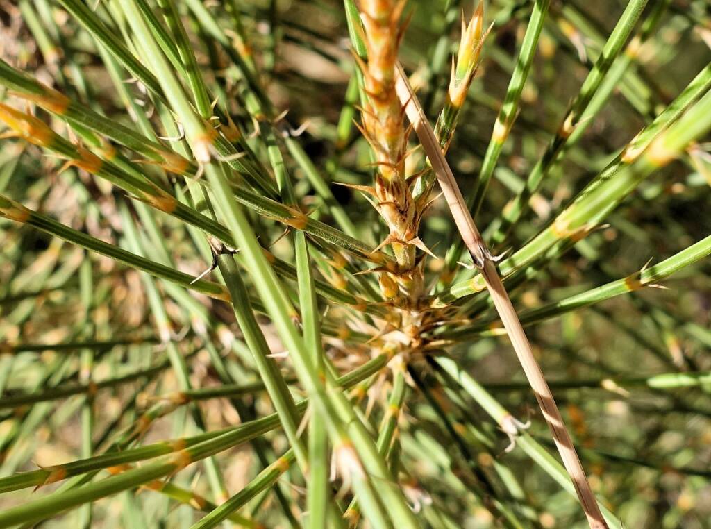Desert Oak (Allocasuarina decaisneana), Alice Springs Desert Park
