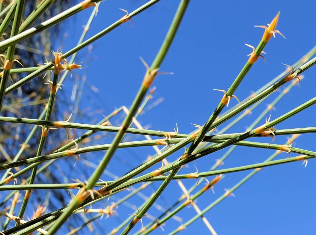 Desert Oak (Allocasuarina decaisneana), Alice Springs Desert Park