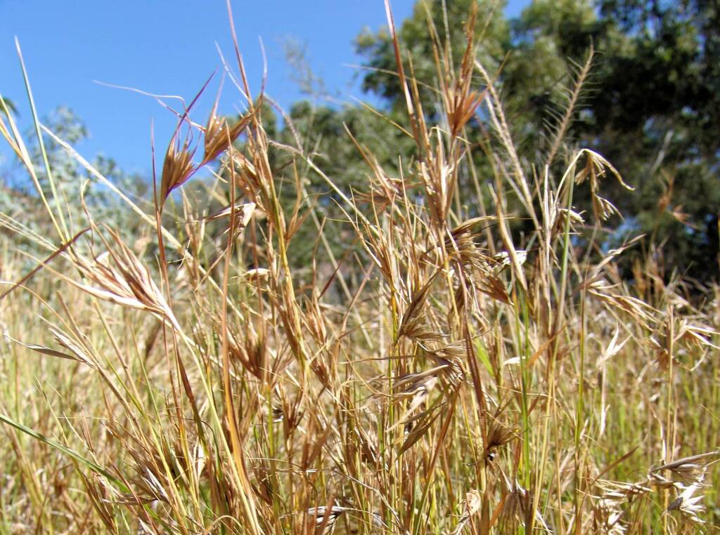 Kangaroo Grass (Themeda triandra), Alice Springs Desert Park