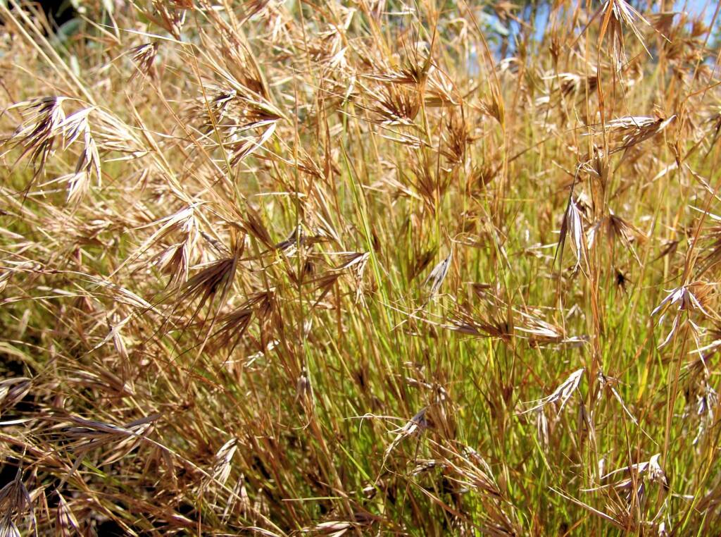 Kangaroo Grass (Themeda triandra), Alice Springs Desert Park