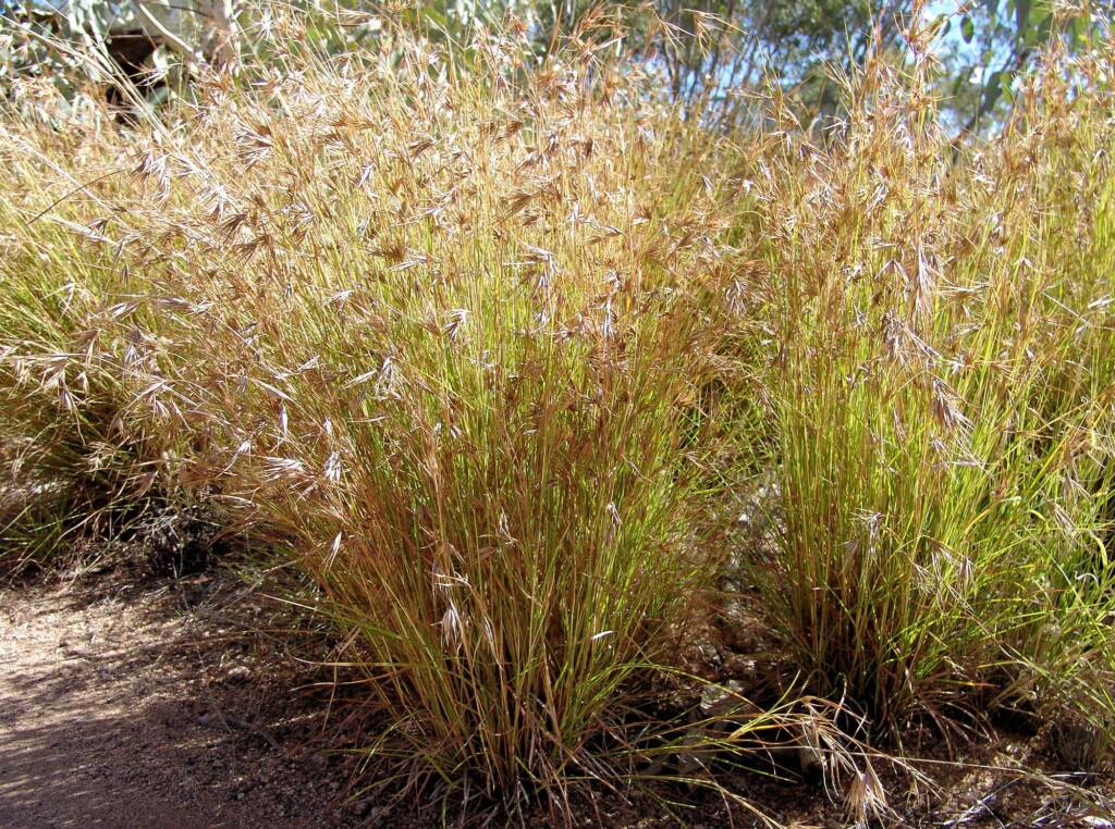 Kangaroo Grass (Themeda triandra), Alice Springs Desert Park