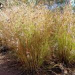 Kangaroo Grass (Themeda triandra), Alice Springs Desert Park