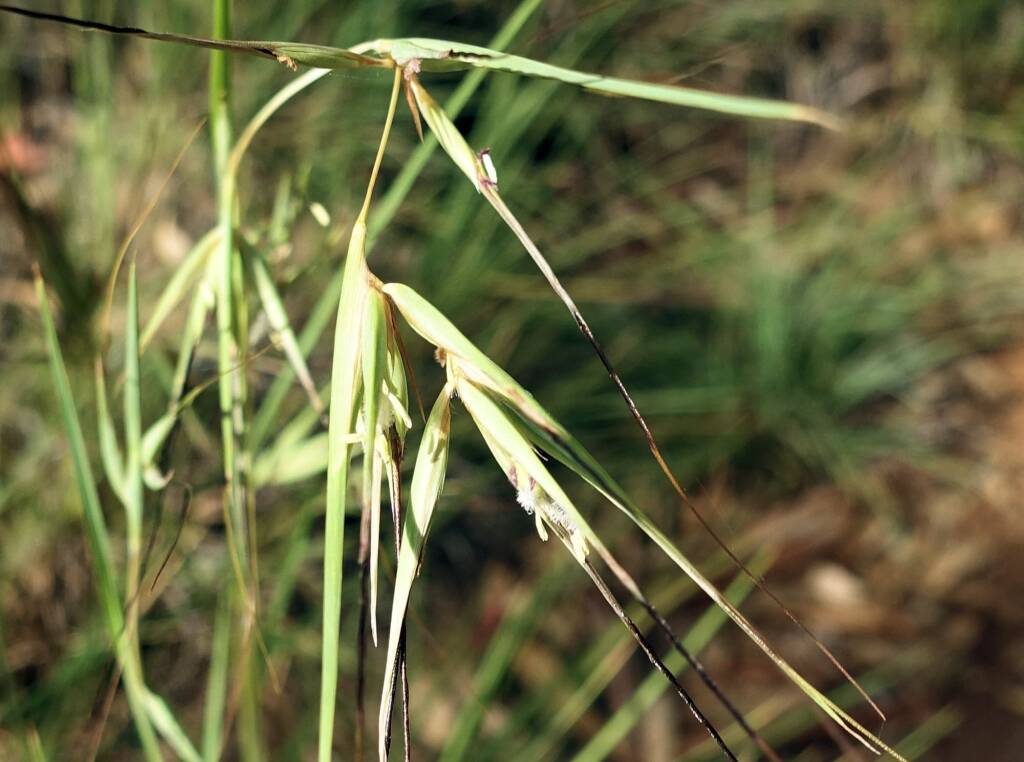 Kangaroo Grass (Themeda triandra), Alice Springs Desert Park