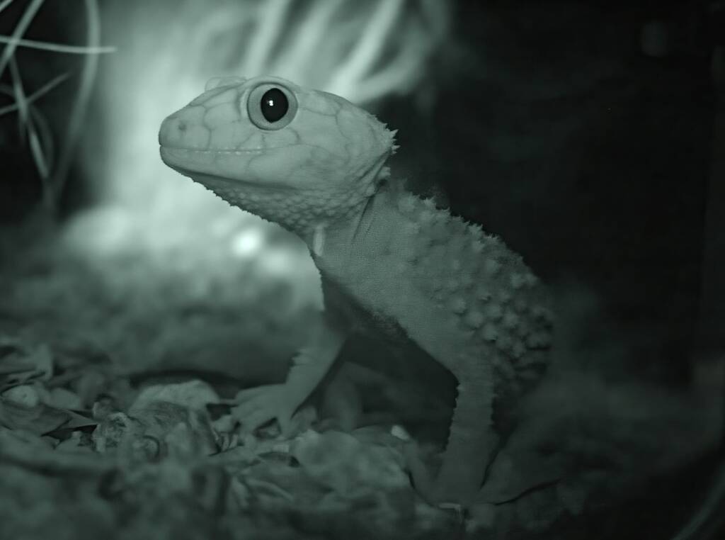 Knob-tailed Gecko (Nephrurus amyae), Nocturnal House, Alice Springs Desert Park, NT