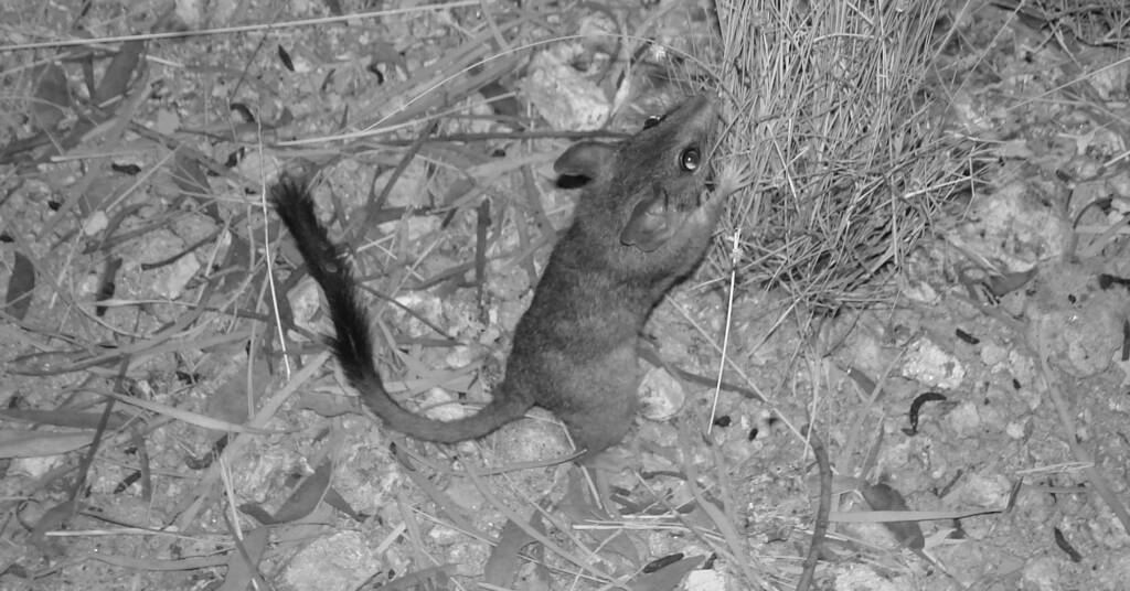 Kultarr (Antechinomys laniger), Alice Springs Desert Park