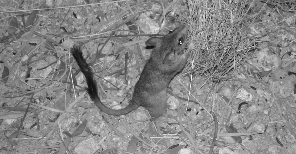 Kultarr (Antechinomys laniger), Alice Springs Desert Park