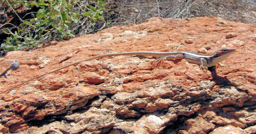 Long-nosed Dragon (Gowidon longirostris), Alice Springs Desert Park
