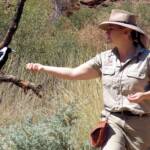 Australian Magpie (Gymnorhina tibicen), Alice Springs Desert Park
