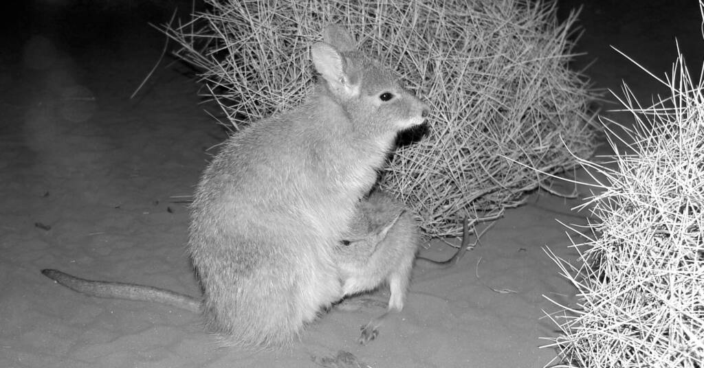 Mala (Lagorchestes hirsutus), Nocturnal House, Alice Springs Desert Park
