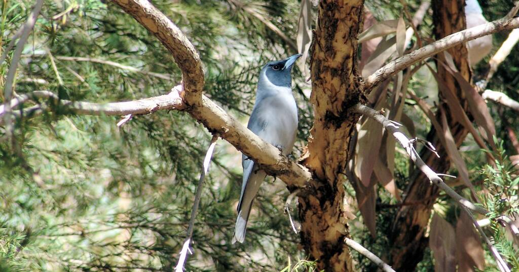Masked Woodswallow (Artamus personatus), Alice Springs Desert Park