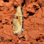 Meadow Argus Butterfly (Junonia villida)