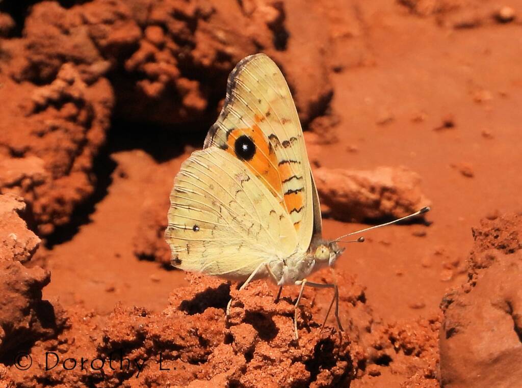 Meadow Argus Butterfly (Junonia villida)