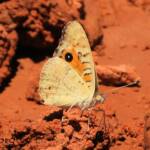 Meadow Argus Butterfly (Junonia villida)
