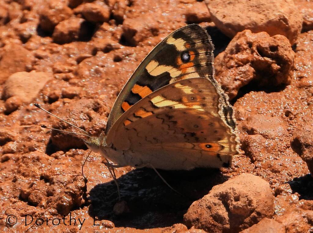Meadow Argus Butterfly (Junonia villida)