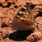 Meadow Argus Butterfly (Junonia villida)
