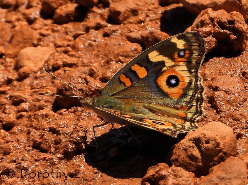 Meadow Argus Butterfly (Junonia villida)