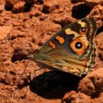 Meadow Argus Butterfly (Junonia villida)
