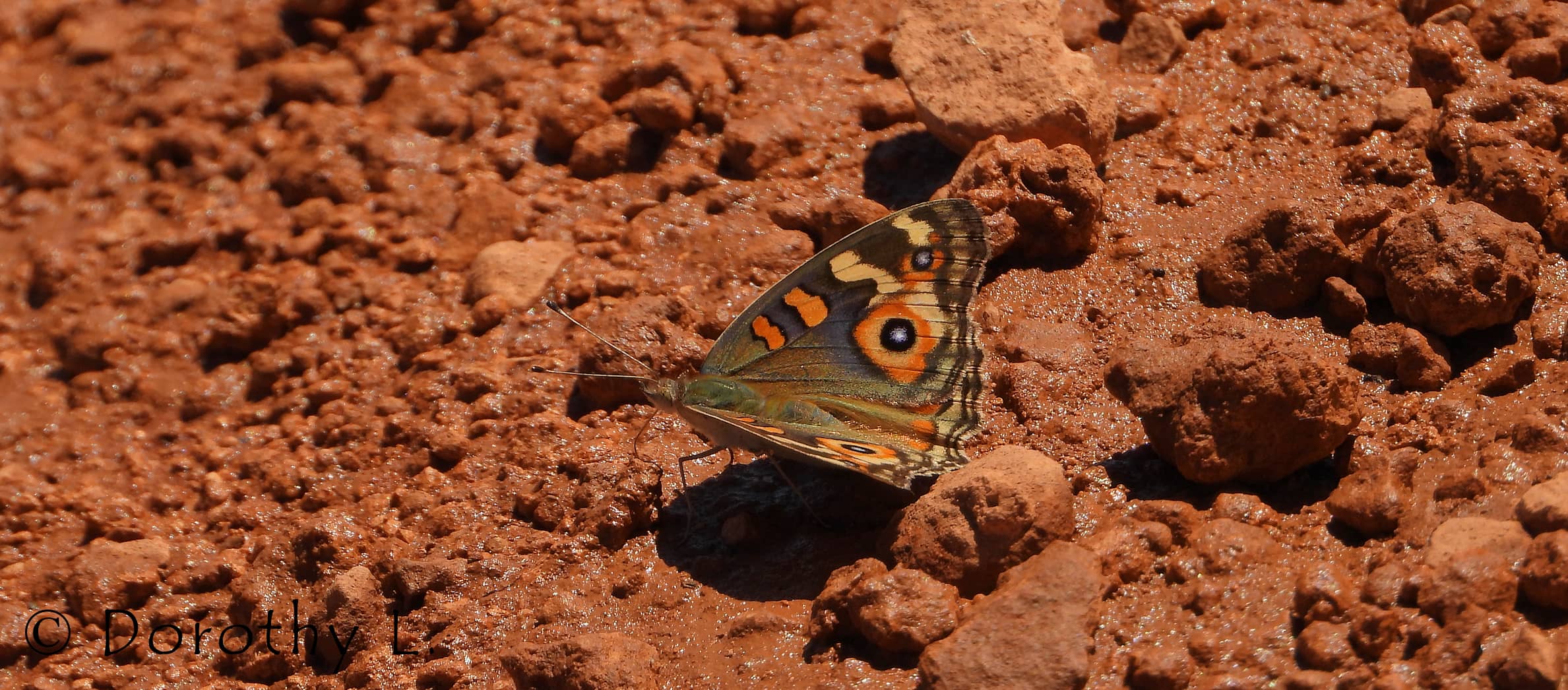 Meadow Argus Butterfly (Junonia villida)