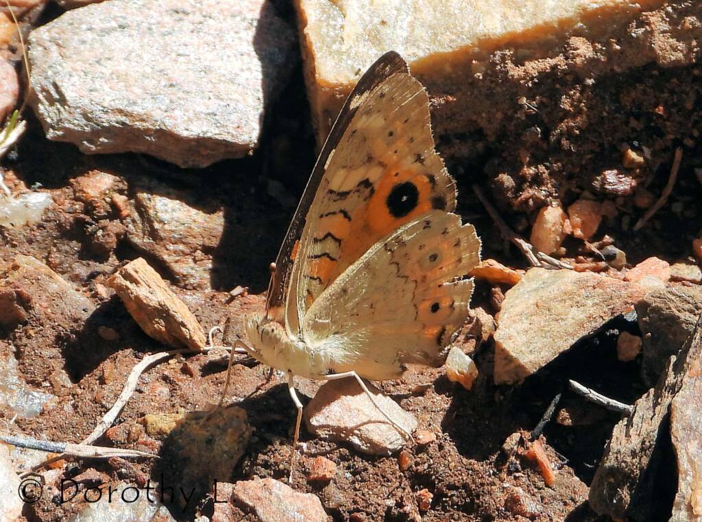 Meadow Argus Butterfly (Junonia villida)