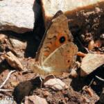 Meadow Argus Butterfly (Junonia villida)