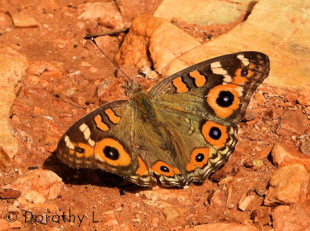 Meadow Argus Butterfly (Junonia villida)