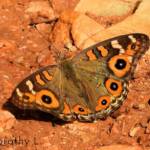 Meadow Argus Butterfly (Junonia villida)