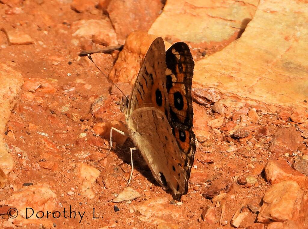 Meadow Argus Butterfly (Junonia villida)