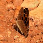 Meadow Argus Butterfly (Junonia villida)