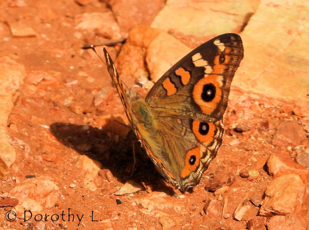 Meadow Argus Butterfly (Junonia villida)
