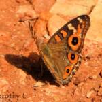 Meadow Argus Butterfly (Junonia villida)
