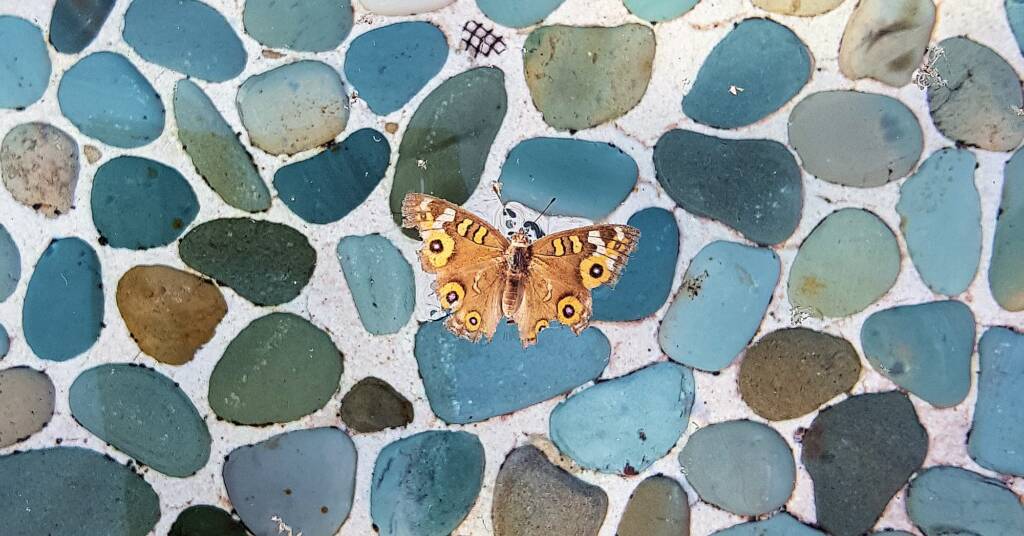 Meadow Argus Butterfly (Junonia villida)