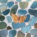 Meadow Argus Butterfly (Junonia villida)