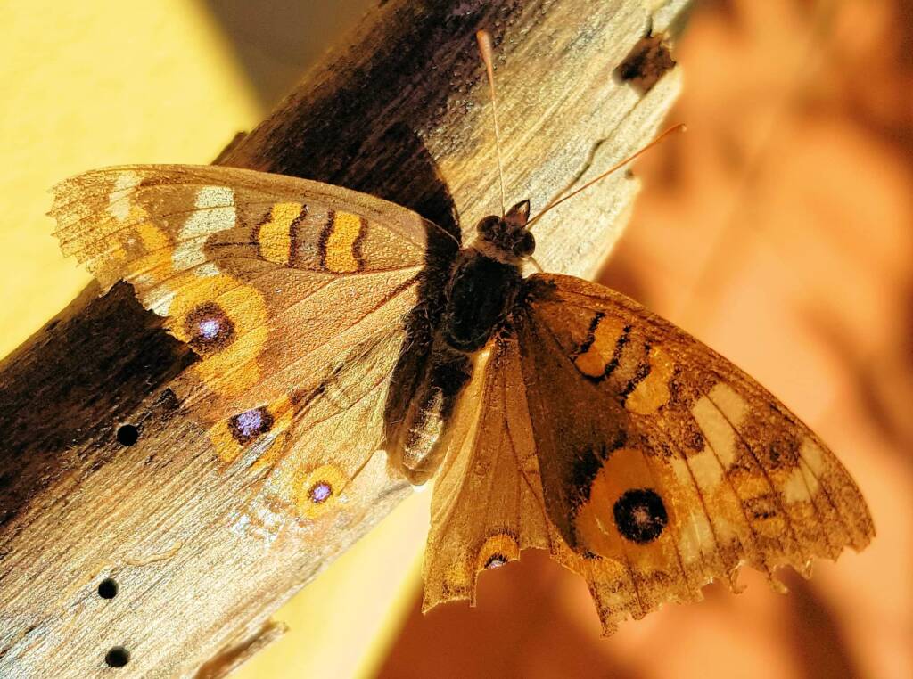 Meadow Argus Butterfly (Junonia villida)