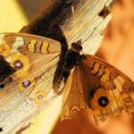 Meadow Argus Butterfly (Junonia villida)