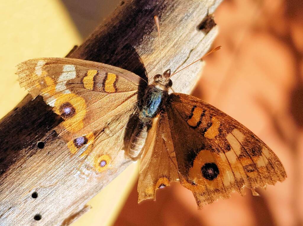 Meadow Argus Butterfly (Junonia villida)