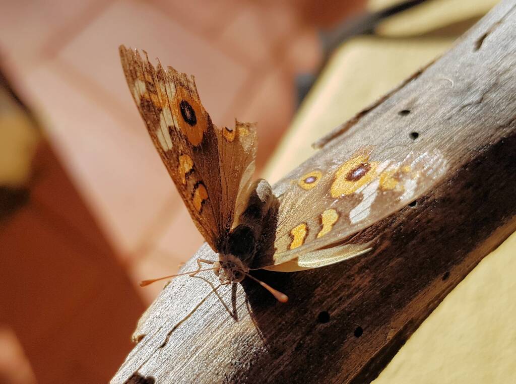 Meadow Argus Butterfly (Junonia villida)