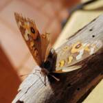 Meadow Argus Butterfly (Junonia villida)