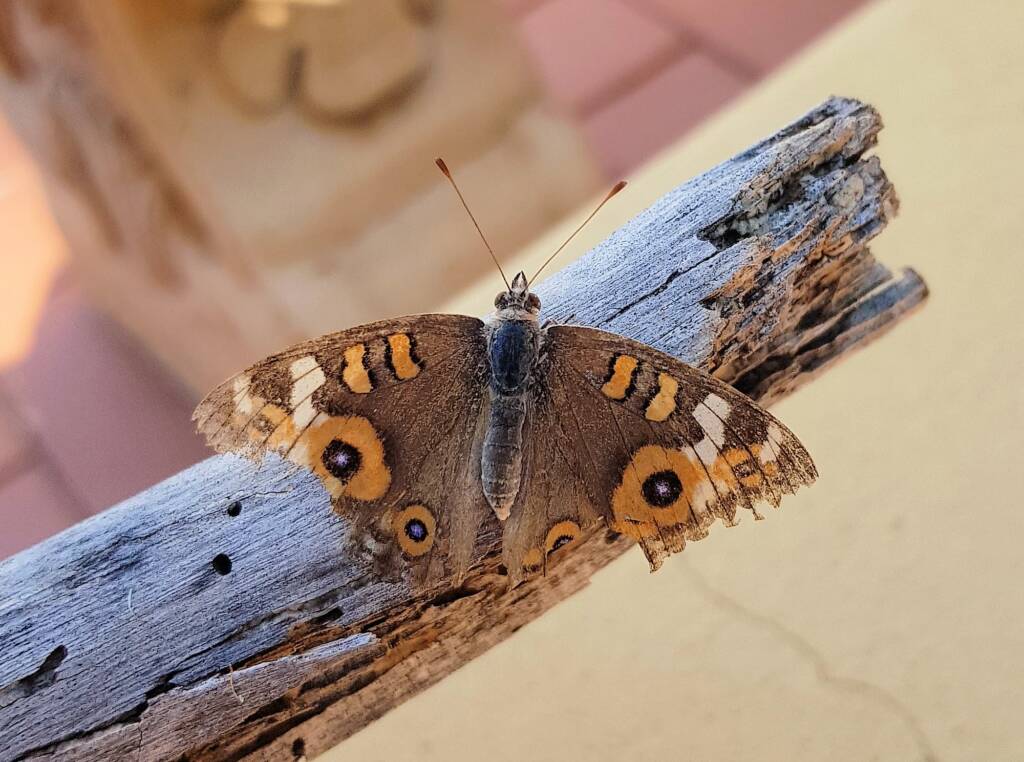 Meadow Argus Butterfly (Junonia villida)