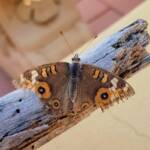 Meadow Argus Butterfly (Junonia villida)