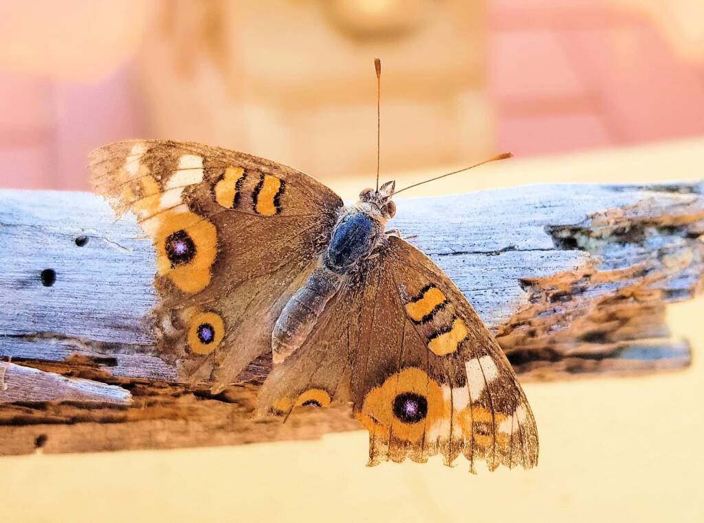 Meadow Argus Butterfly (Junonia villida)
