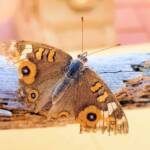 Meadow Argus Butterfly (Junonia villida)