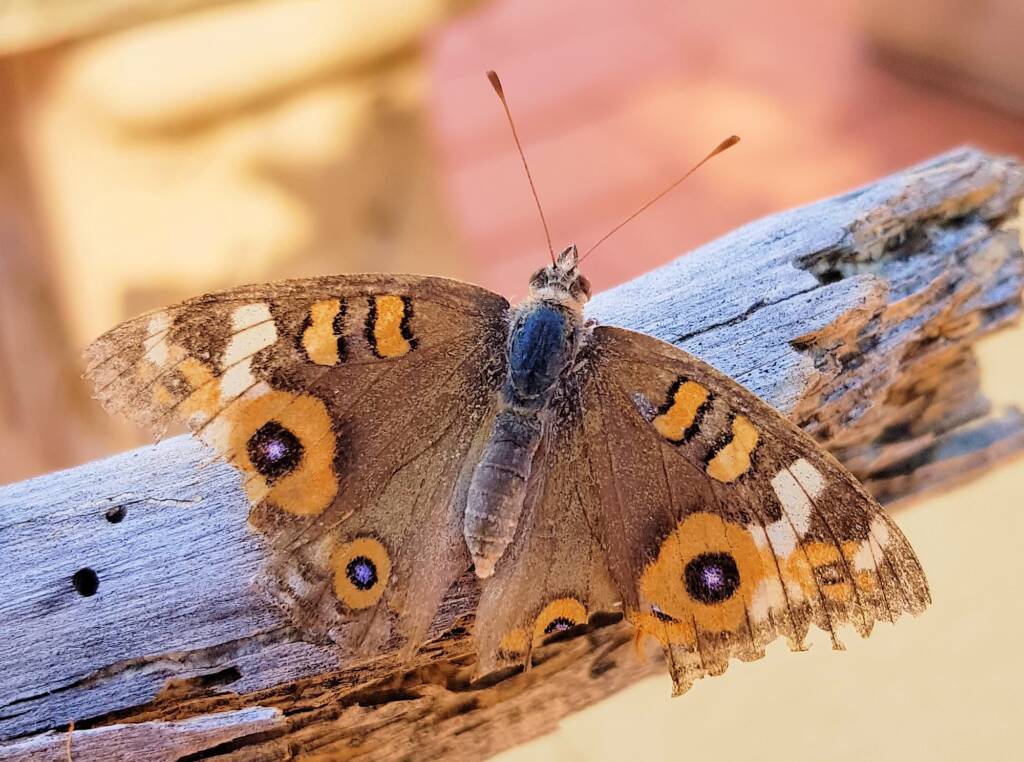 Meadow Argus Butterfly (Junonia villida)
